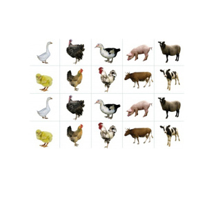 Домашние животные